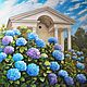 Hydrangea is the color of the sky. oil on canvas 100h100, Pictures, Moscow,  Фото №1