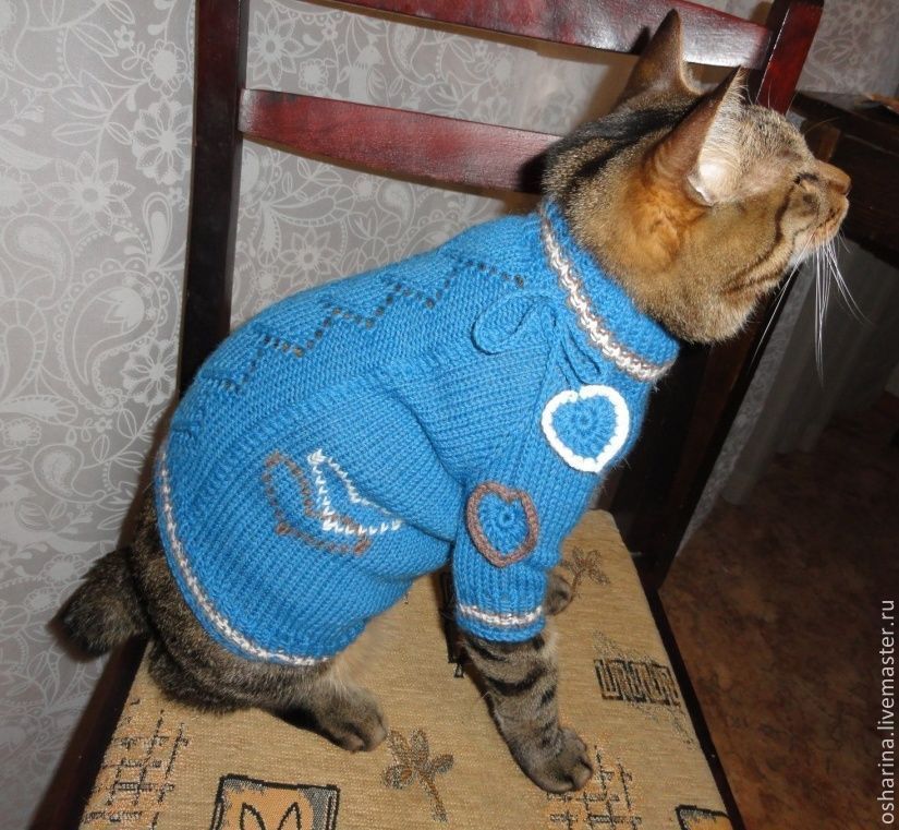 Свитер для кошки из старого свитера своими руками