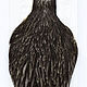 Перья Whiting American Hen Cape Dark Dun (42801023), Перья, Санкт-Петербург,  Фото №1