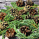 Pine cones, 10 PCs. Natural materials. La vie Dekori. Online shopping on My Livemaster.  Фото №2