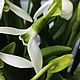 Подснежники из полимерной глины (холодный фарфор). Композиции. Lovely flower. Ярмарка Мастеров.  Фото №13