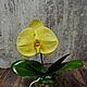  орхидея фаленопсис Синголо, Комнатные растения, Ставрополь,  Фото №1