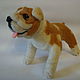 Bulldog Athena. The toy is made of wool, Felted Toy, Zelenograd,  Фото №1