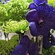 Заказать Композиция "Ванда"из живых цветов. Авторская работа. DARK FLORIST Флористика Декор ЦВЕТЫ. Ярмарка Мастеров. . Композиции Фото №3