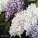 Oil painting 'lilac'. Pictures. yuliabogun. Online shopping on My Livemaster.  Фото №2
