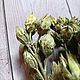 Заказать Гибискус, веточки с семенными коробочками. Сухоцветы. Sukhocveti. Южные сухоцветы.. Ярмарка Мастеров. . Сухоцветы для творчества Фото №3