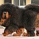 Tibetan Mastiff characteristic color . 
 The manufacturer of fluff. 
Pooh – vices from the undercoat .
