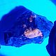 Камень Йооперлит (светится в УФ) натуральный, 42*23*20 мм (США), Минералы, Миасс,  Фото №1