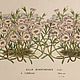 Заказать Винтаж: 1856 GILIA DIANTHOIDES Van Houtte Старинная антикварная Гравюра. VERY GOOD DAY. Ярмарка Мастеров. . Картины винтажные Фото №3