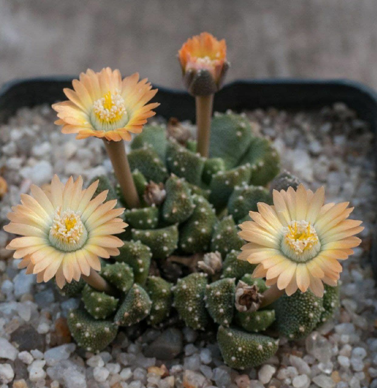 Aloinopsis luckhoffii фото