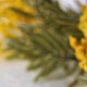 Духи Mimosa, авторские духи Мимоза. Духи. Аромакратия. Ярмарка Мастеров.  Фото №5