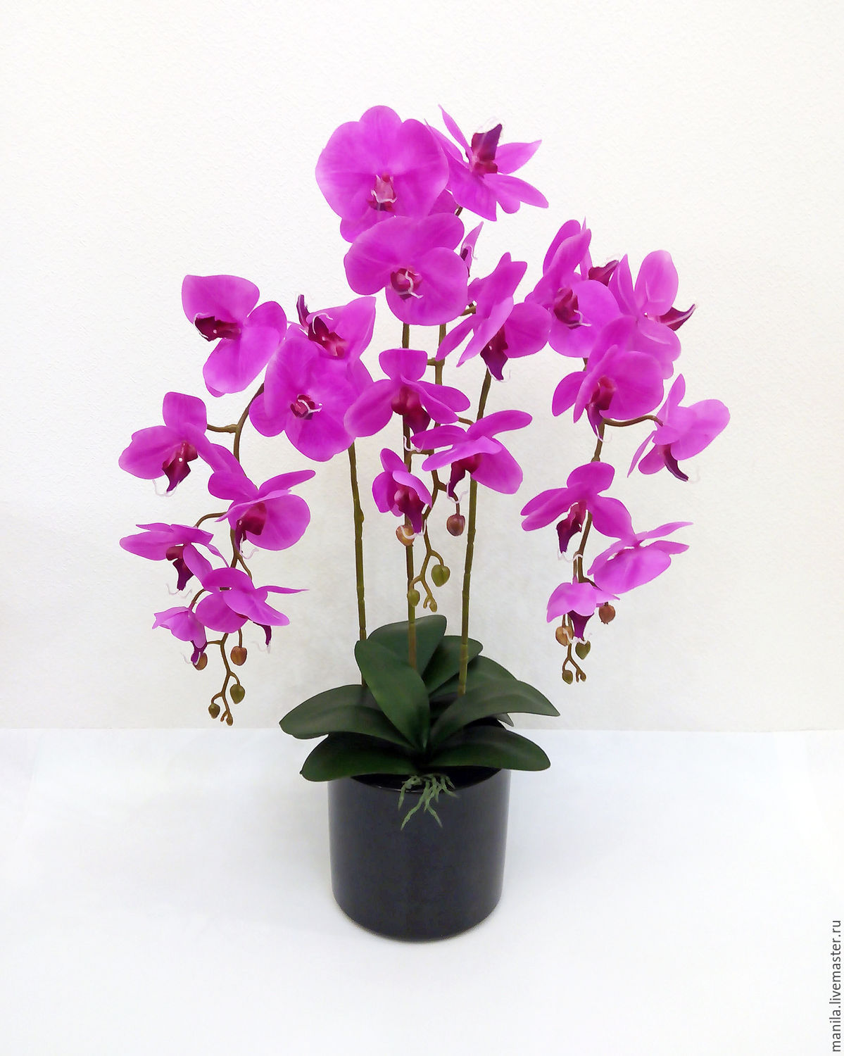 Купить орхидею в саратове. Орхидея Phalaenopsis Manila. Орхидея фаленопсис фуксия. Фаленопсис Anthura Manila. Архидея латексная фуксия.
