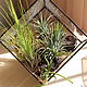 The Floriana with tillandsias. the Floriana Tiffany. cube, Florariums, St. Petersburg,  Фото №1