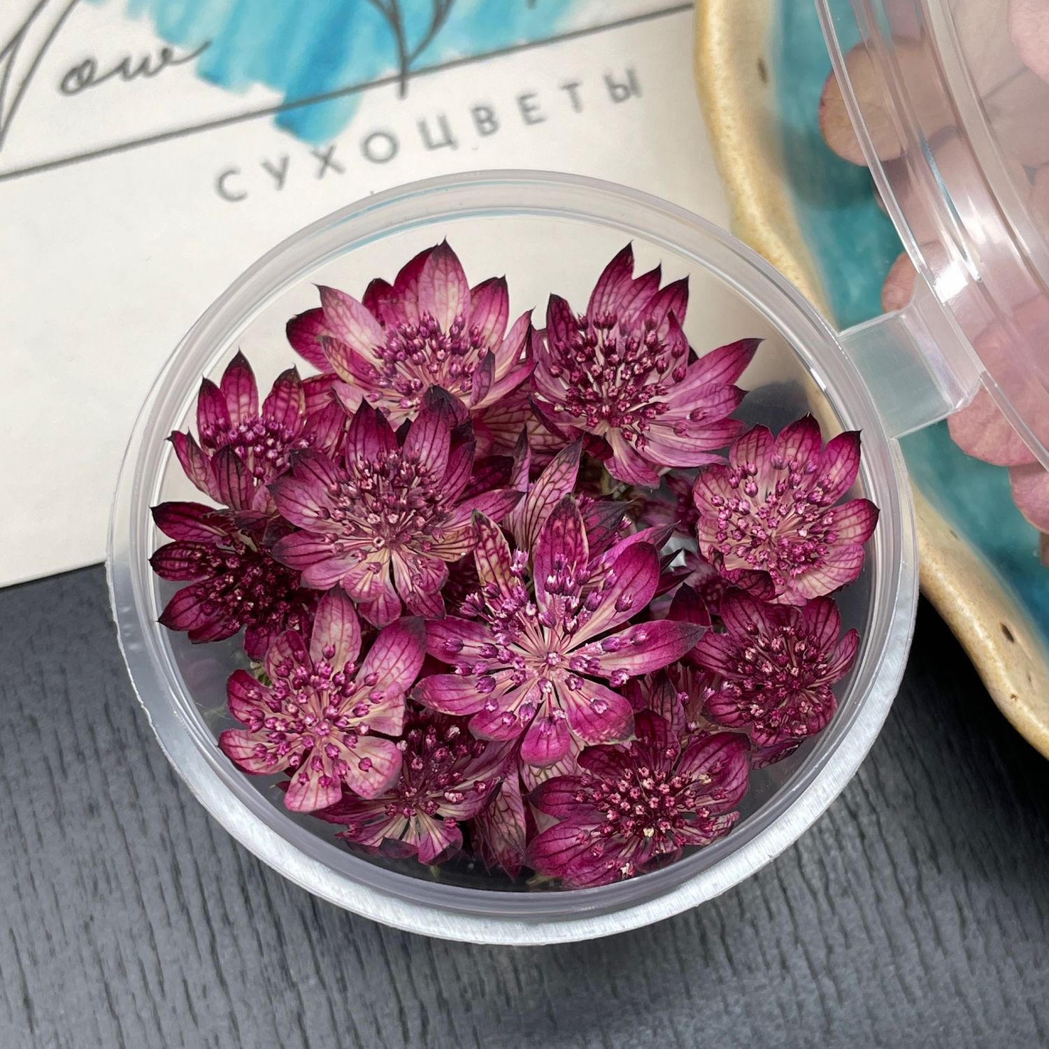 Astrantia ROMA срезка