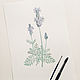 Botanical watercolor, Lavender. Pictures. Belasla. Online shopping on My Livemaster.  Фото №2