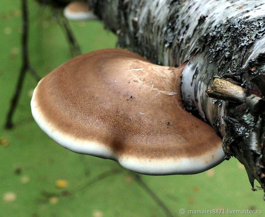 Трутовик березовый гриб резаный (Piptoporus betulinus)