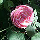  Чайная роза, Резинка для волос, Лабинск,  Фото №1