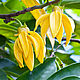 Ylang-ylang essential oil, Oil, Moscow,  Фото №1