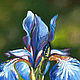  flowers Irises. Original. Pastel. Pictures. Valeria Akulova ART. My Livemaster. Фото №4