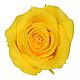 Стабилизированный Бутон розы "Bright Yellow" (Mini). Цветы сухие и стабилизированные. Flority. Интернет-магазин Ярмарка Мастеров.  Фото №2