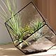 Order The Floriana with tillandsias. the Floriana Tiffany. cube. Glass Flowers. Livemaster. . Florariums Фото №3