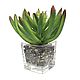 Succulent in glass cube with pebbles. Plants. best-coll-mos. Online shopping on My Livemaster.  Фото №2