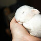 Кролик из шерсти Кролик игрушка Кролик подарок день рождения. Войлочная игрушка. Маня  (Игрушки из шерсти). Интернет-магазин Ярмарка Мастеров.  Фото №2