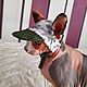 Clothing for cats 'Cap for the sphinx'. Pet clothes. Happy-sphynx. My Livemaster. Фото №5
