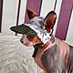 Одежда для кошек "Кепка  для сфинкса". Одежда для питомцев. Happy-Sphynx. Ярмарка Мастеров.  Фото №5