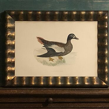 Винтаж ручной работы. Ярмарка Мастеров - ручная работа Винтаж: 1855 BLUE WINGED TEAL Старинная гравюра в деревянной раме. Handmade.