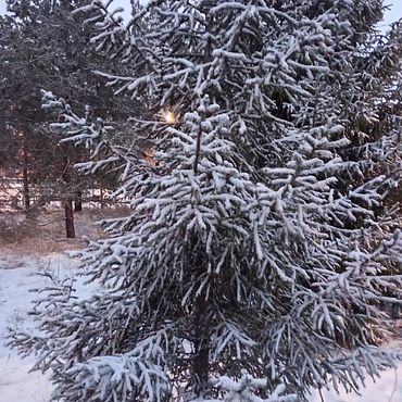Материалы для творчества ручной работы. Ярмарка Мастеров - ручная работа Фоторабота "Зимняя ель". Handmade.