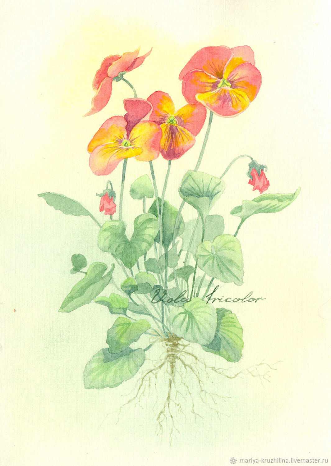 Viola Tricolor иллюстрация Ботаническая