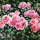 Oil painting Sun in the rose garden impressionism. Pictures. Ирина Димчева. Online shopping on My Livemaster.  Фото №2