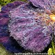Брошь "Анютина глазка" улетела за океан. Брошь-булавка. WoolLittleThings by Galina Lozovaya. Интернет-магазин Ярмарка Мастеров.  Фото №2