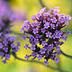 Verbena essential oil, Oil, Moscow,  Фото №1