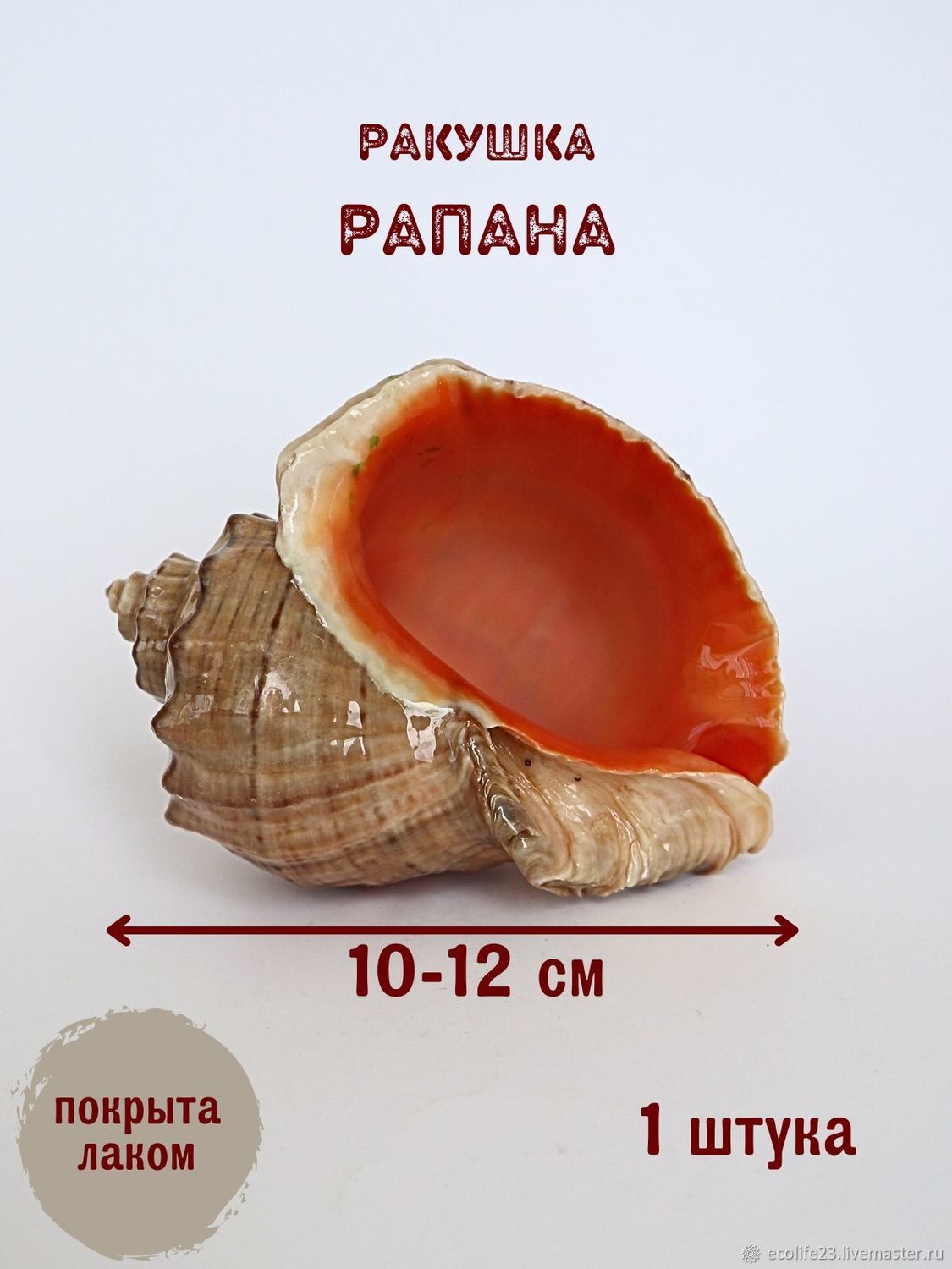 Ракушки черного моря