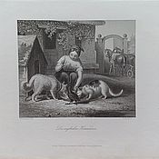 Винтаж: 1859 Птицы Гравюры Schreiber