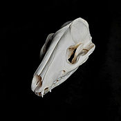 Фен-шуй и эзотерика handmade. Livemaster - original item The skull of a fox (Korsak). Handmade.
