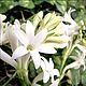 Gardenia Tuberose (Гардения Тубероза) CandleScience, Ароматизаторы, Самара,  Фото №1