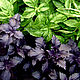 Basil Indian essential oil, Oil, Moscow,  Фото №1