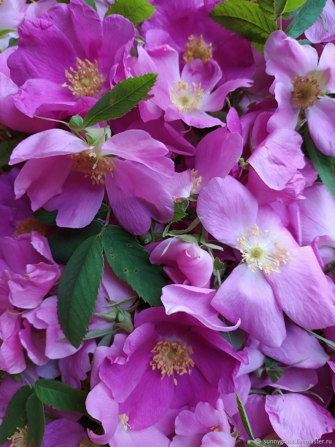 Цветы шиповника 10 гр в интернет-магазине на Ярмарке Мастеров | Травы ...