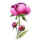 Розовый пион, цветок, Акварель
