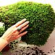 Первоцветы в Цилиндре 30см Весеники на 8 марта. Подарки на 8 марта. DARK FLORIST Флористика Декор ЦВЕТЫ. Ярмарка Мастеров.  Фото №8
