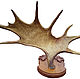The horn of a moose on a medallion of solid beech wood, handmade, Interior elements, St. Petersburg,  Фото №1