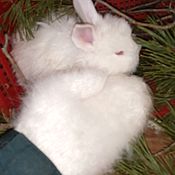 Пряжа: кролик