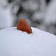  Сердолик. Кулон. KRAPIWA. Ярмарка Мастеров.  Фото №4