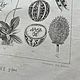 Винтаж: Антикварная гравюра 1867-1870х годов. Картины винтажные. BERËZA ANTIQUES. Ярмарка Мастеров.  Фото №5