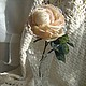 Утренняя роза, Растения, Пермь,  Фото №1