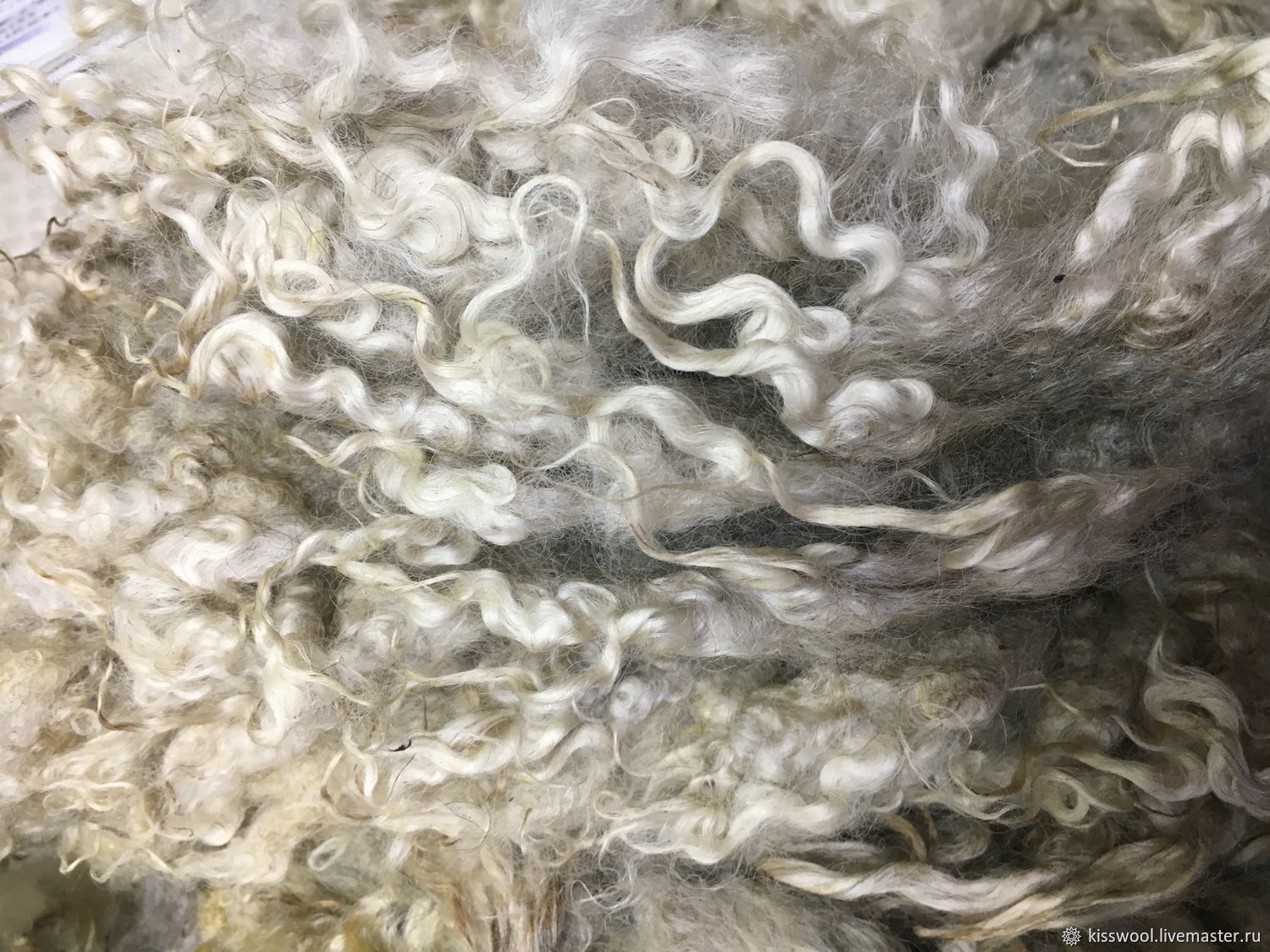 Fleece Lester White 15 cm. New Zealand. 50 grams, Wool, Berdsk,  Фото №1