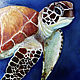 Oil painting 35h40 cm turtle. Pictures. Viktorianka. Online shopping on My Livemaster.  Фото №2